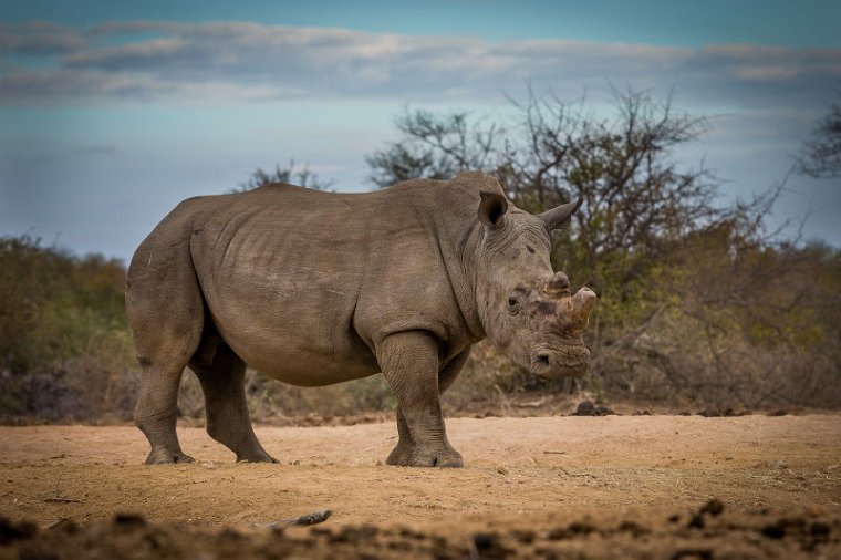 052 Tshukudu Private Game Reserve, neushoorn.jpg